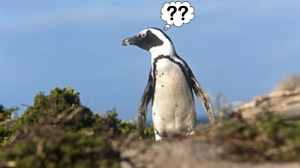 Lost-Penguin-England-1317758151