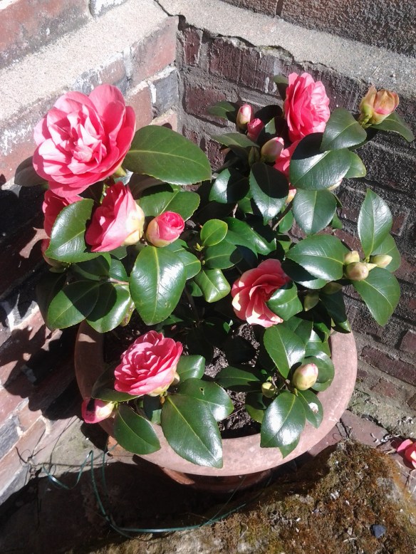 My beautiful Camelia