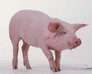pink pig