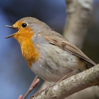 internationaldawnchorusday