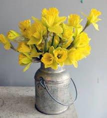 daffodils vase