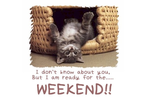 weekend-cute-cat