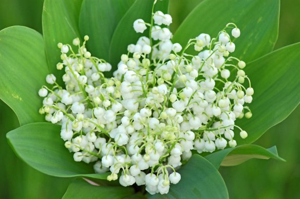muguet